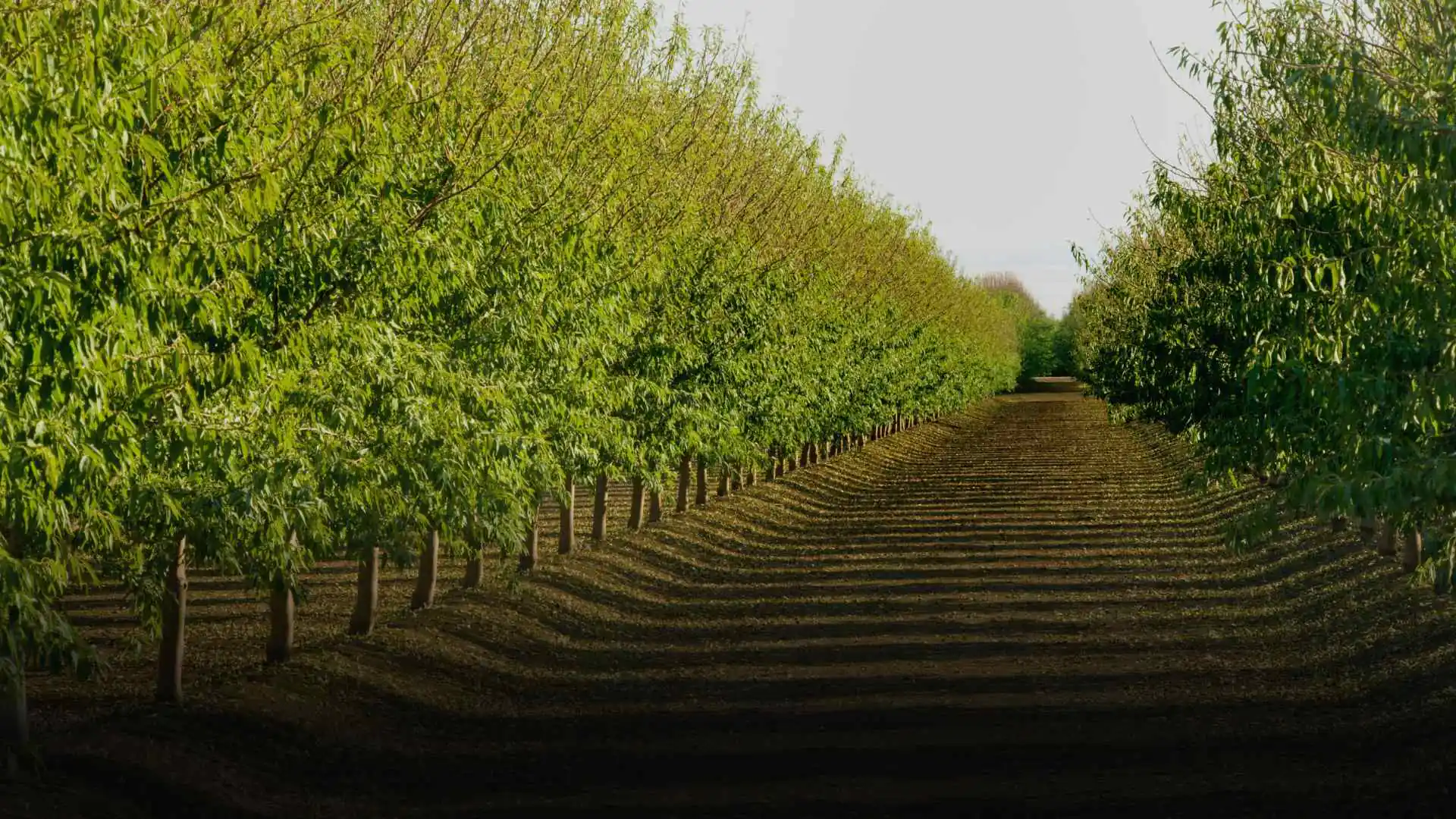 HELIOS INGREDIENTS, B2B Food Manufacturing & Wholesale Procurement project